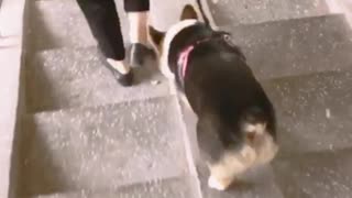 Short legged corgi dog with big, super adorable butt, shaking butt on the walking stairs