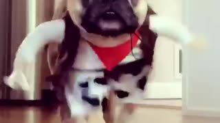 Frenchie as a cowboy!