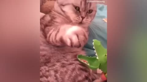Don't Miss These Hilarious Cat Videos!