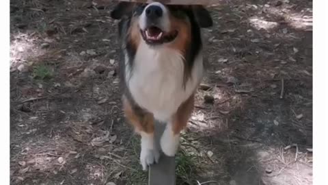 Talented Dog #shorts #shortvideo #video #virals #videoviral