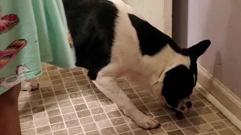 Confused dog unsure how to play with toy rock