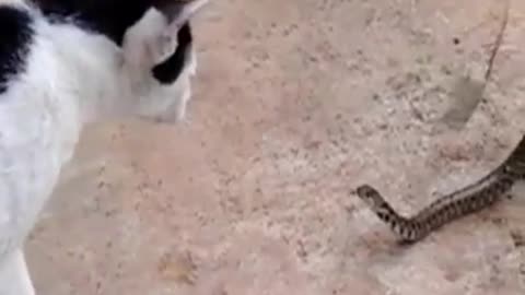 Snake that is half eaten by a toad attacks confused cat