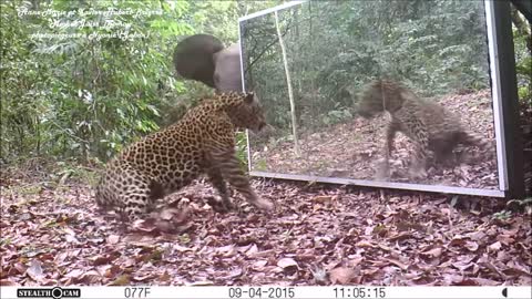 Gabon' jungle: an elephants family refuses to share a big mirror with a leopard (short version)