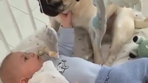 Baby play with dog