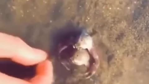 Funny animal video found in Instagram