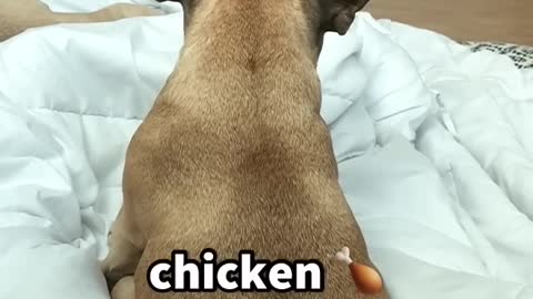 Sleepy Dog Wakes Up When Hears The Word Chicken