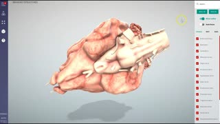 Canine brain key structures - 3D Veterinary Anatomy & Learning IVALA