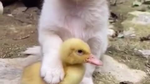 Funniest Animals videos compilation