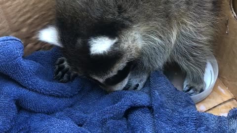 Baby Raccoon Rescue