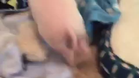Cute Mini Pig Totally Wipes Out!