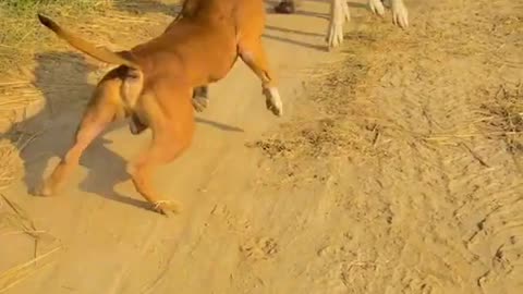 Pitbull V/S Dogo Argentino power || pitbull vs Dogo Argentino fight ||