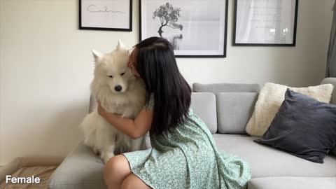 Funny Differences Between Female And Male Samoyeds!