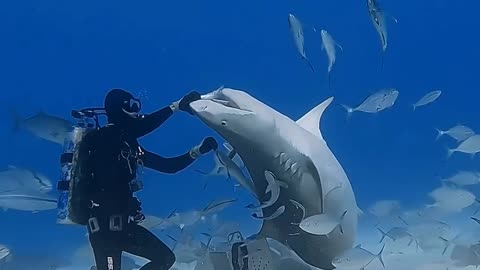 Giant Tiger Shark Encounter!! Guadalupe Island #trendingshorts #shorts