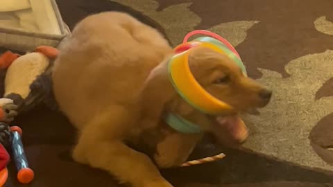 Puppy Gets Tangled Up in Giant Slinky