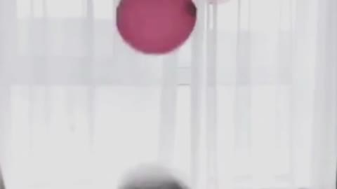 Playing Dog in the balloon