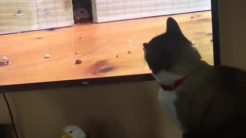 Cat sees mouse on tv