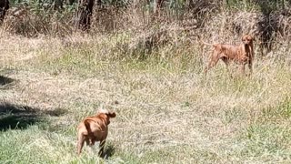 Pup Falls In Hole, Old Dog Stops To See She's OK