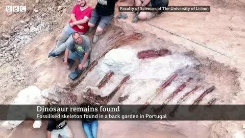 Huge dinosaur skeleton unearthed in Portuguese garden - BBC News