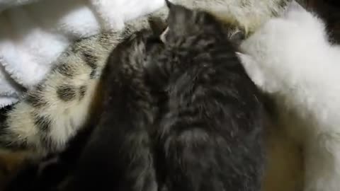 Baby cat want more milk from mom