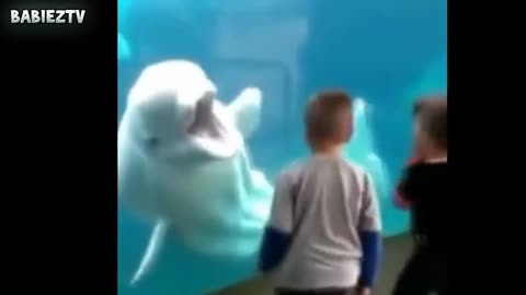 dophin making jokes to babies