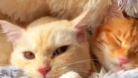 Cute cat 🐈 trending video