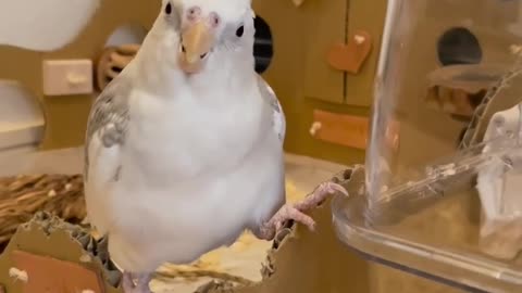 Beautiful parrot singing