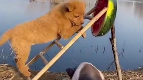 Animals Doing Things | funny animal videos 2021🐶🐶