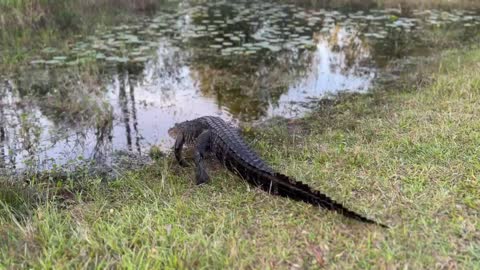 Buddy the alligator heading back to the water