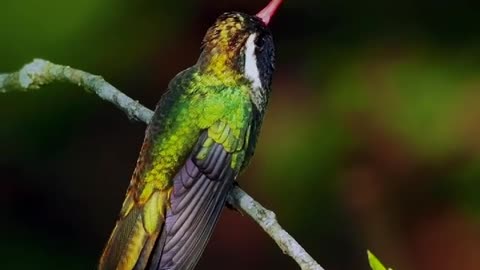 Hummingbird preparing to fly in the forest, amazing view