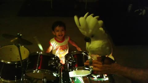 Singing Cockatoo Bird Jams With Baby Drummer