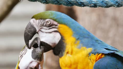 Bird parrot love tropical Green