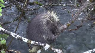 American Porcupine Afraid To Get Wet In Lake