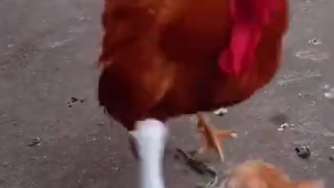 Cat and Cock Funny #Fight #2022 #video# #Shorts