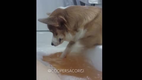 Corgi enjoys playing in bubble bath