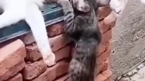 Funny animals 2023😆 - Funniest Cats and Dogs Video🐕🐈270 #shorts