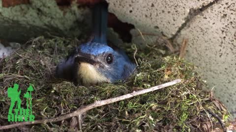 A story of Mama bird - 1 / Tickell's blue flycatcher / TheHIKER