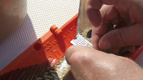 How to Properly Tag a Bull Redfish