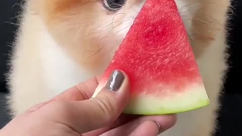 pet dog eats watermelon