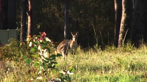 Australian Animals - Kangaroos