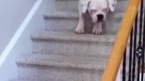 funny dog compilation down stairs