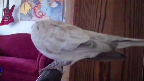 Just one of the many reason Doves make awesome pets