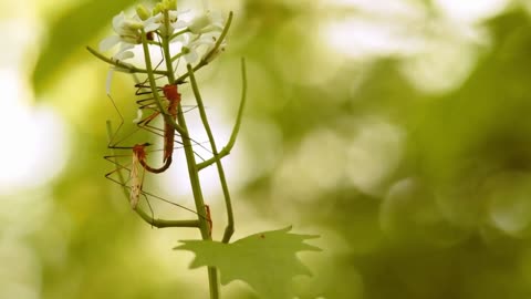 Mosquitoes Share their Love