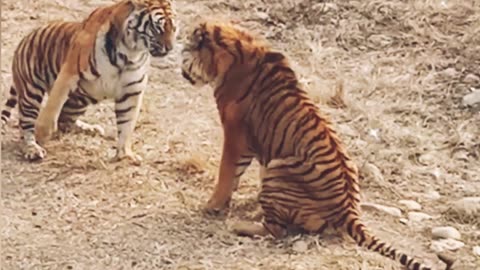 wild tiger's fighting
