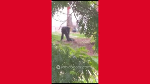 Homem é preso após vídeo flagrar ele agredindo cachorro em Limeira