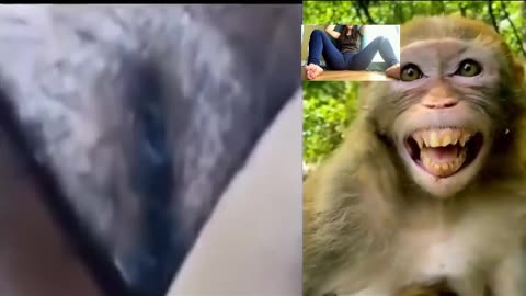 Funny videos,funny animals,funny monkey,funny cat,funny animals/Funny videos,فيديو مضحك/grappige video/ смешнае відэа/ 有趣的視頻/ sjov video / hauska video/bhidio èibhinn/fyndið myndband/video divertente/面白いビデオ/ lu