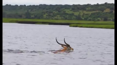 Antelope Hunted By Croc