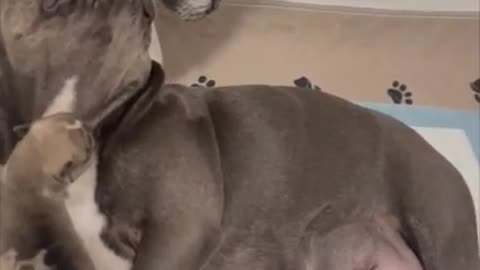 Proud Daddy Dog Meeting His Babies For First Time While Mother Feeds Them