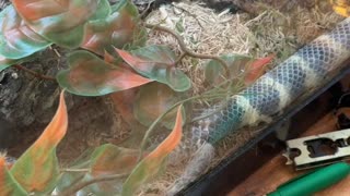 California King Snake Goes Back into Shed Skin