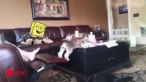 Spongebob Rides a Crazy Dog | Funny Cats and Dogs Videos