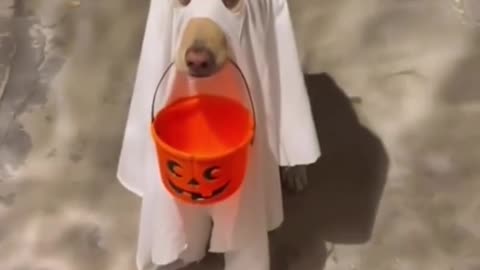 Dog Asks for Halloween Candy